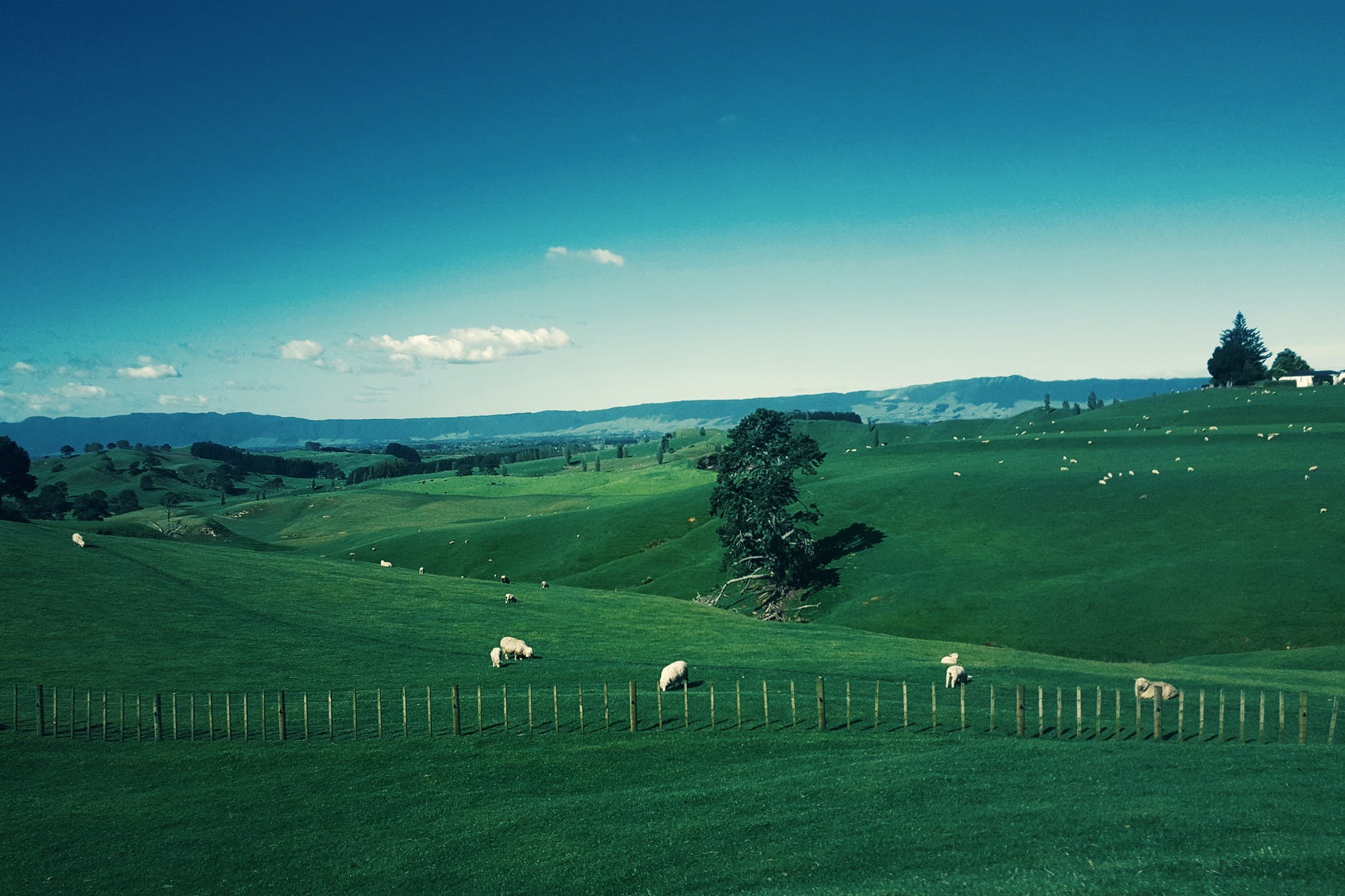 white furred animals on green grass field