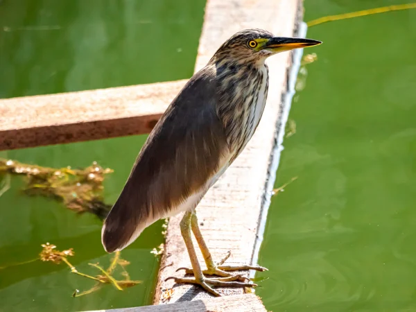 American Bittern, image by Syed Ahmad on unspladh.com